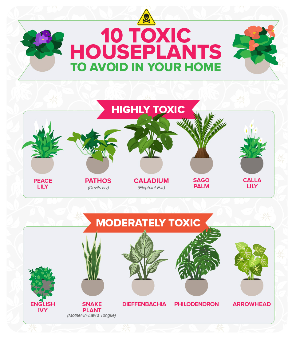 Uncommon Events Concerning Houseplants: An Examination of Home Plant Blunders
