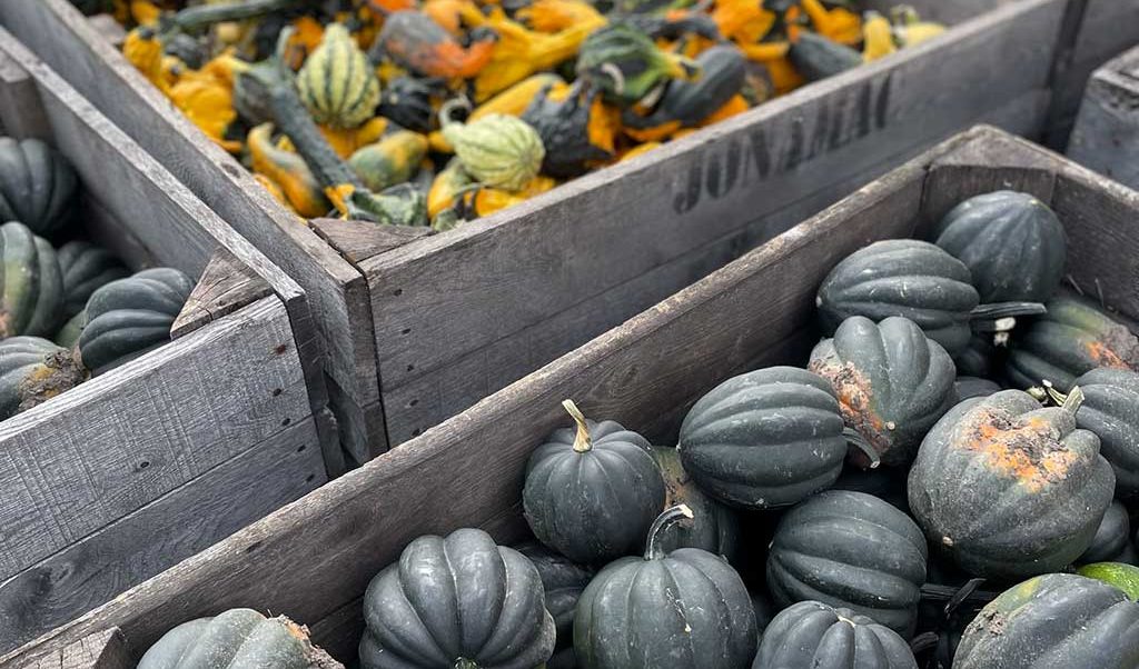 Choosing the Ideal Pumpkin