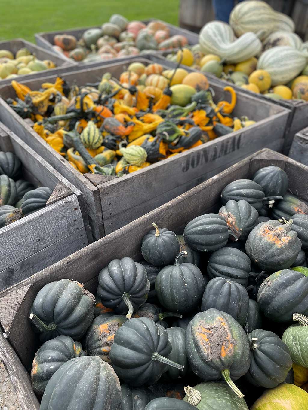 Choosing the Ideal Pumpkin