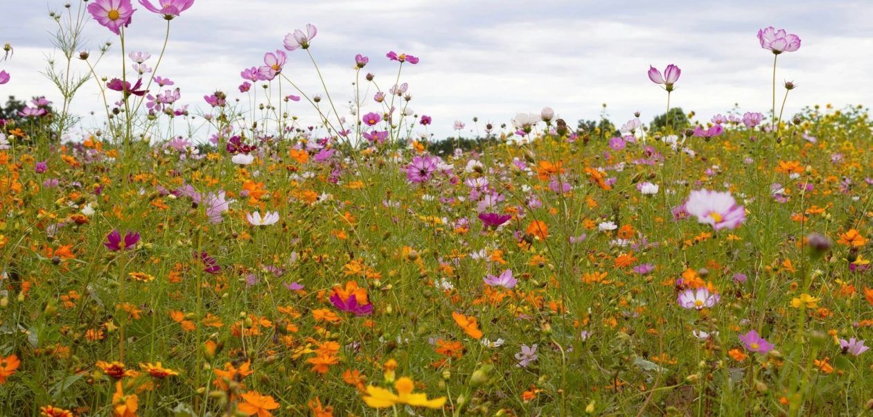 Delight in a Peaceful and Lengthened Weekend